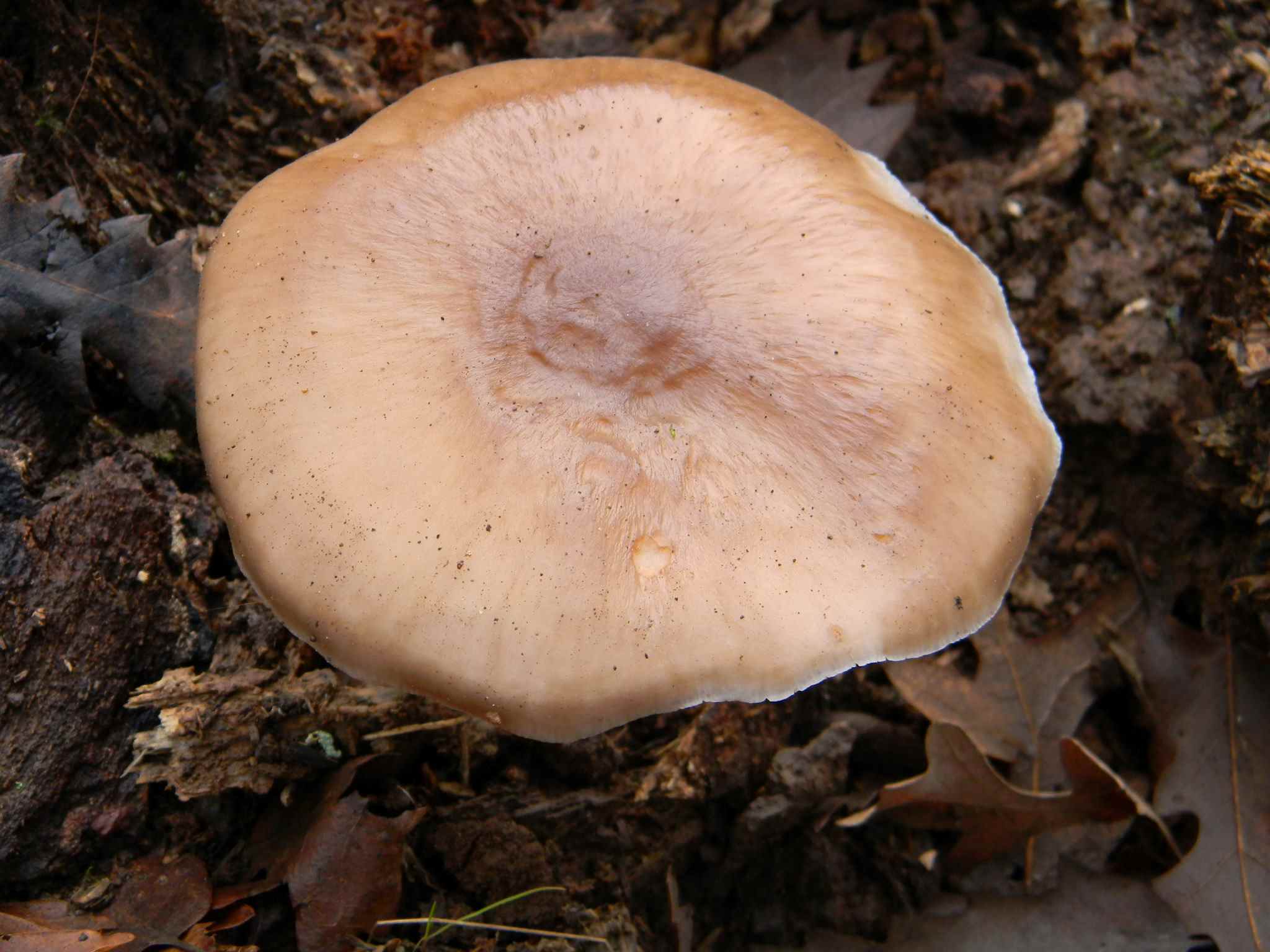 1916 Febbraio vecchio ritrovamento